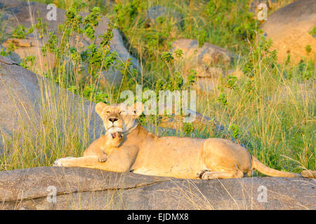 Leone africano (Panthera leo) madre e cub giacenti e giocando sulla roccia in mattina presto luce, Serengeti National Park, Tanzania Foto Stock