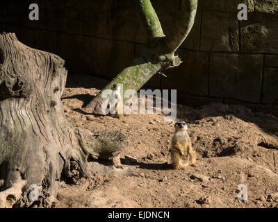 Meerkats allo Zoo di Lagos, Algarve, Portogallo, Europa Foto Stock