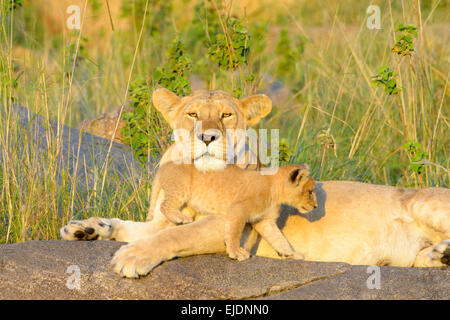 Leone africano (Panthera leo) madre e cub giacenti e giocando sulla roccia nella luce del mattino, madre guardando la telecamera, Serengeti Foto Stock