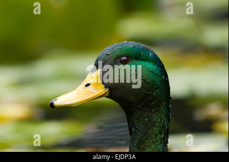 Un colpo alla testa di un Mallard duck con un bellissimo sfondo sfocato. Foto Stock