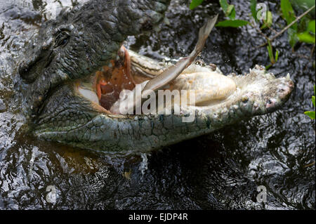 Un grande coccodrillo rondini giù la sua cattura. Foto Stock