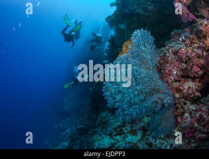 Una squadra di subacquei drift passato grandi gorgonie blu mare fan sul taglio parete corallina. Isole Spratly, sul Mare della Cina del Sud. Luglio, 2014 Foto Stock