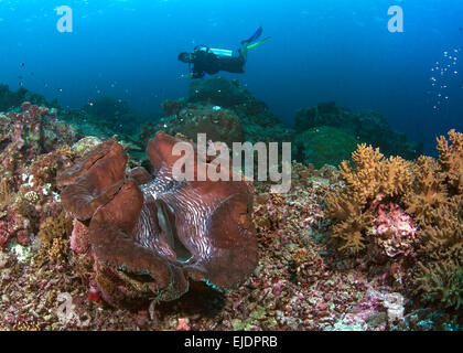 Scuba Diver si libra sul red giant clam. Isole Spratly, sul Mare della Cina del Sud. Luglio, 2014. Foto Stock