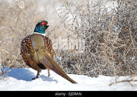 L'anello a collo a.k.a. Ringneck Pheasant in inverno la neve con la testa ruotata indietro che mostra il lato superiore del bird's piumaggio Foto Stock