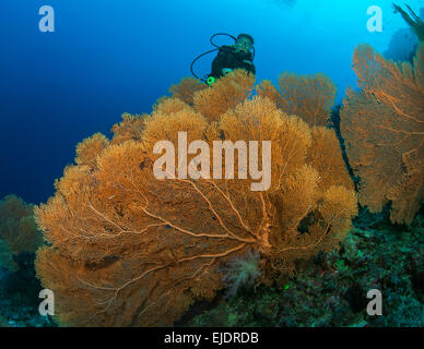 Europea femminile scuba diver si affaccia sulla grande colonia di golden gorgonia appassionati del mare. Lo sfondo è blu a contrasto di luce oceano Foto Stock