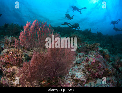 Subacquei esplorare il reef con Red sea fan. Isole Spratly, sul Mare della Cina del Sud.