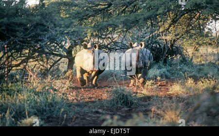 Il rinoceronte bianco del sud (Ceratotherium simum simum) allo stato selvatico in Sud Africa Foto Stock