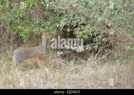 Kirk's dik-dik (Madoqua kirkii) in piedi vicino a boccole Masai Mara - Kenya - Africa orientale Foto Stock