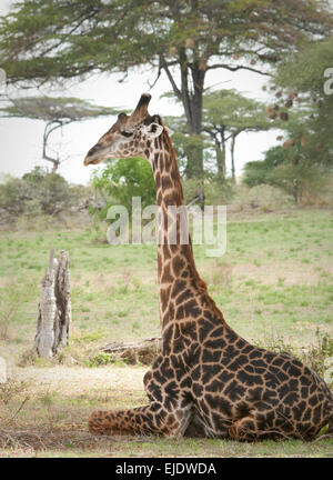 Masai giraffe sdraiato Foto Stock