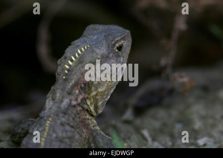 Tuatara a Zealandia, Wellington, un rettile endemico della Nuova Zelanda Foto Stock