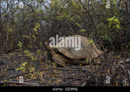 Una gigantesca tartaruga Galapagos sull isola Islabela, Galapagos, isole, Ecuador. Foto Stock