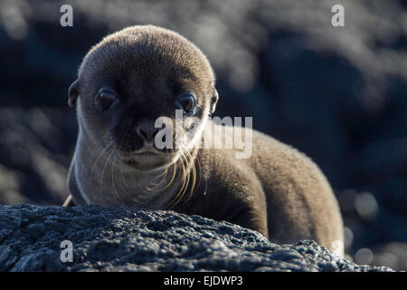 Baby Galapagos Sea Lion, isola di Santiago, Isole Galapagos, Ecuador. Foto Stock