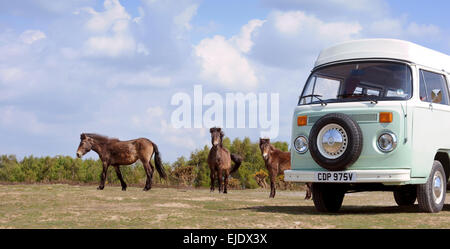 Volkswagen Camper autobus su Ashdown Forest con pony locale in East Sussex Regno Unito. Foto Stock