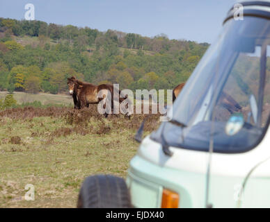 Volkswagen Camper autobus su Ashdown Forest con pony locale in East Sussex Regno Unito. Foto Stock