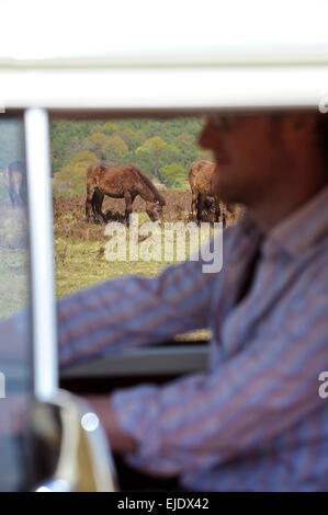 Volkswagen Camper autobus su Ashdown Forest con pony locale in East Sussex Regno Unito. Foto Stock