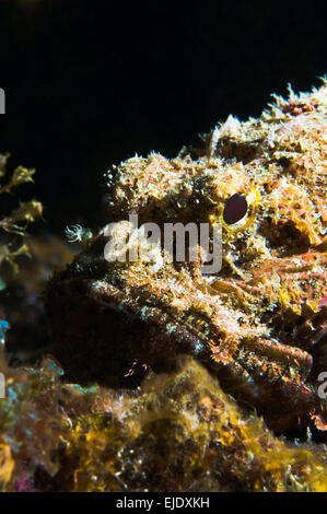 Close-up Spotted Scorfani (Scorpaena plumieri), Santa Lucia. Foto Stock