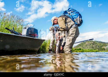 Mettere un salmone rosso sul longherone Foto Stock