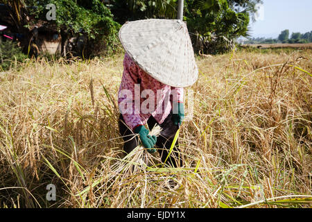 Tempo del raccolto in Cambogia, in Asia. Campo di riso. Foto Stock