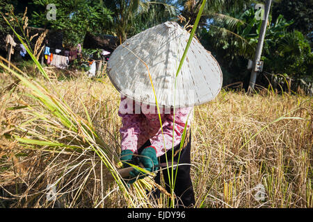 Tempo del raccolto in Cambogia, in Asia. Campo di riso. Foto Stock