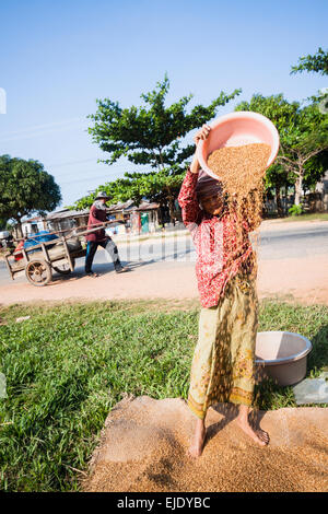 Tempo del raccolto in Cambogia, in Asia. Il vecchio donna la sbramatura del riso. Foto Stock