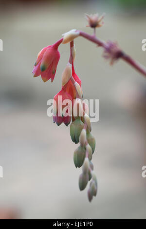 Succulente piante grasse Foto Stock