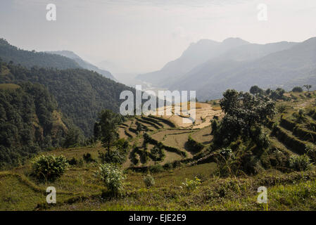 Andare fino a Annapurna Base Camp, Nepal Foto Stock