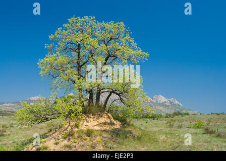 Paesaggio con splendida quercia solitaria su una collina contro Orientale Montagne della Crimea alla stagione primaverile. Foto Stock