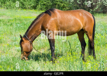 Cavallo di castagno (mare) il pascolo di erba fresca su una molla pascolo. Foto Stock