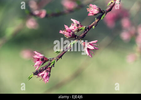 Pesco ramo con fiori di colore rosa per la primavera Foto Stock
