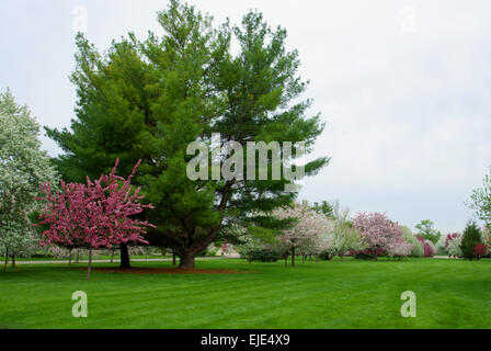 Crabapples varietà in fiore - fotografati a le arie Den Boer arboreturm in Des Moines Foto Stock