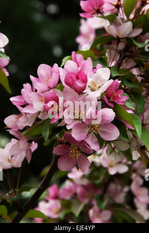 Malus RED SPLENDOR, crabapple varietà Foto Stock