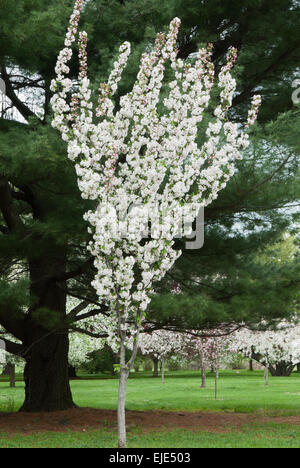 Malus ' VAN ESELTINE 'Crabapple Foto Stock