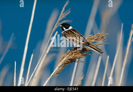 Reed Bunting maschio su reed Foto Stock