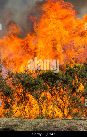 Combustione controllata di ginestre nella Nuova Foresta, Parco Nazionale. Questo viene fatto per ridurre la gravità di un vero e proprio incendio di foresta. Foto Stock