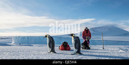 Un gruppo di persone scatta foto pinguini imperatore nei pressi di McMurdo Station in Antartide. Foto Stock