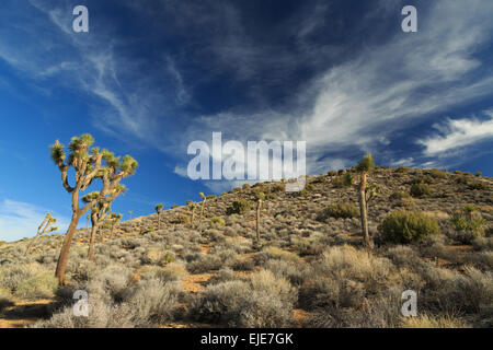 Una fotografia di alcuni alberi di Joshua a Joshua Tree National Park, California. A Joshua tree è in realtà una Yucca. Foto Stock