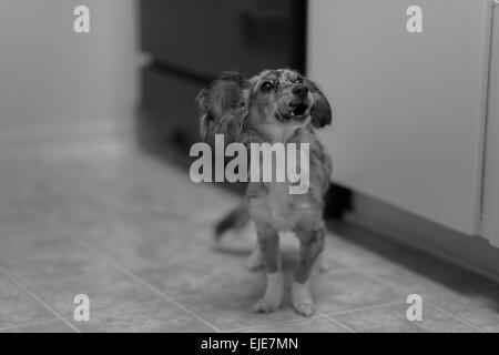 Capelli lunghi colline punteggiano bassotto cucciolo cercando sperando di ottenere alcuni alimenti accidentale della pollina Foto Stock