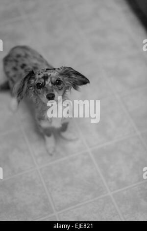 Capelli lunghi colline punteggiano bassotto cucciolo cercando sperando di ottenere alcuni alimenti accidentale della pollina Foto Stock