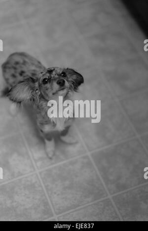 Capelli lunghi colline punteggiano bassotto cucciolo cercando sperando di ottenere alcuni alimenti accidentale della pollina Foto Stock