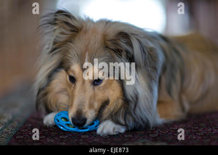 Un Sheltie ( Shetland Sheep Dog) giocando con un masticare mentre toy posa su un tappeto Foto Stock