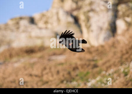 ; Chough Pyrrhocorax pyrrhocorax; unico volo in Cornovaglia; Regno Unito Foto Stock