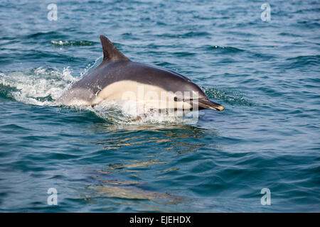 Delfino comune; Delphinus delphis singolo; Regno Unito Foto Stock