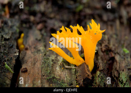 Jelly corna funghi Calocera viscosa REGNO UNITO Foto Stock