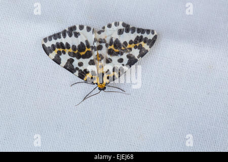Gazza Moth; Abraxas grossulariata sul panno e Cornwall, Regno Unito Foto Stock