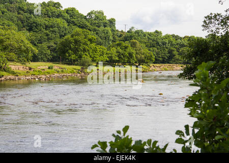 La South Tyne fiume che scorre attraverso il basso giacente campagna boscosa del Sud Tyne valley in Northumberland. Foto Stock