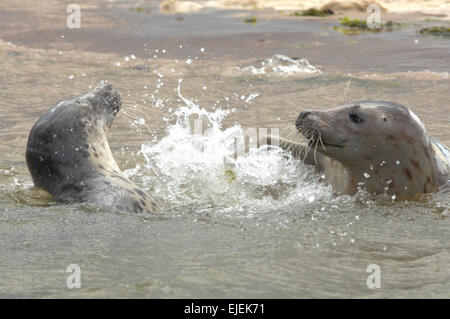 Due guarnizioni di tenuta il gioco nel surf Foto Stock