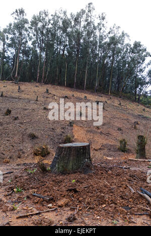 Bosco di castagni, deforestazione a causa di castagno asiatici gall wasp, invasivo di orticoltura pest, Refugio de Juanar, Andalusia, Spagna Foto Stock