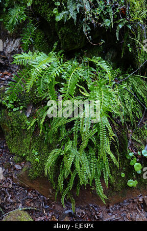 Felci, maidenhair spleenwort, Asplenium trichomanes, crescendo in ambiente umido sulle rocce. Il sud della Spagna. Foto Stock