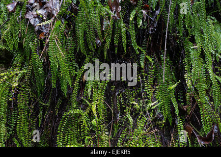 Felci, maidenhair spleenwort, Asplenium trichomanes, che copre la parete di roccia, . Il sud della Spagna. Foto Stock