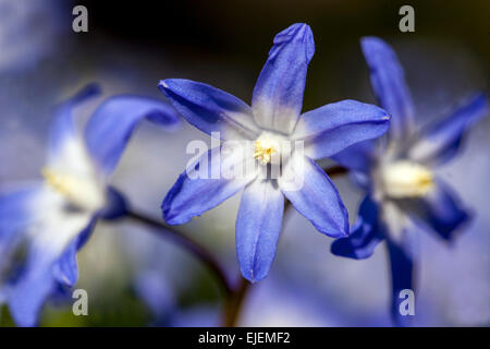 Gloria della neve, Scilla luciliae, Chionodoxa luciliae, fiore blu ravvicinato Foto Stock